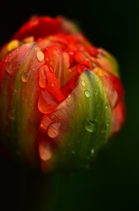 Ottawa tulip  photo workshop