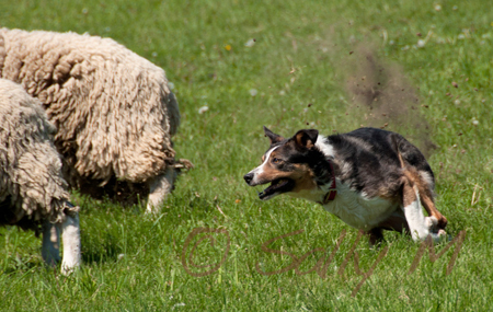 Sheep Shearing Safari - Ottawa - © Sally McMullen
