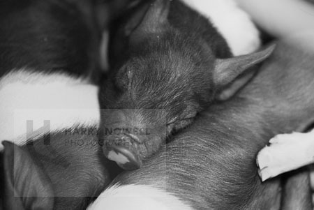 Photo of pigs by Harry Nowell