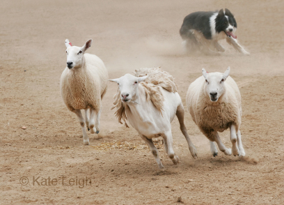 Sheep Shearing Farm Safari