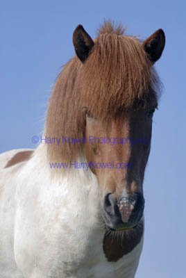 Horse Eating Shark