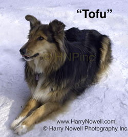 Tofu the dog