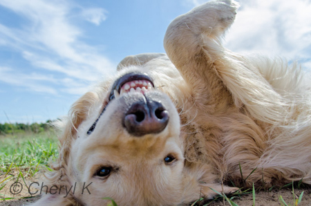 Online photo class