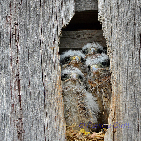 Photo Contest - Honourable Mention