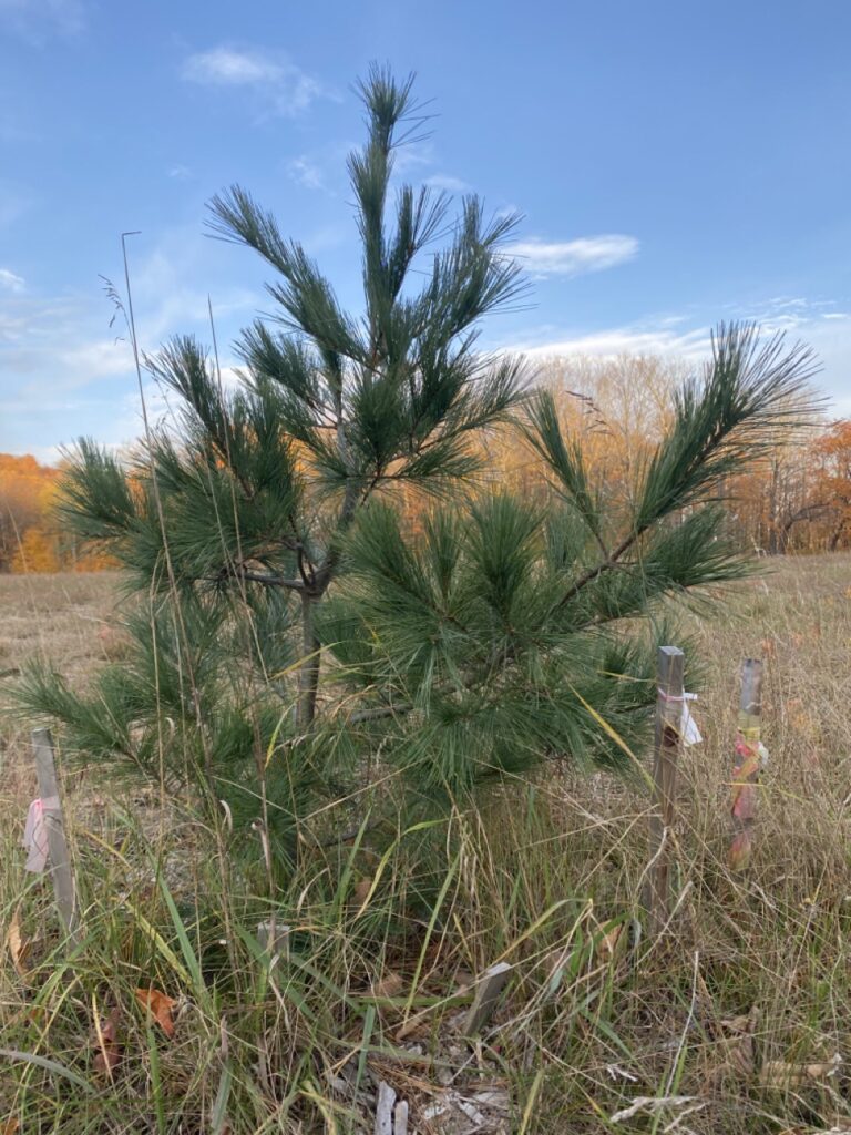 Pine Tree October 2022