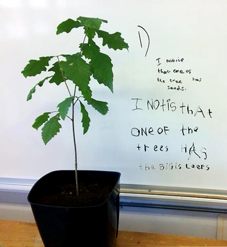 Trees - curriculum links to language.
