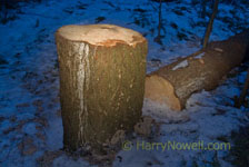 Photo of a tree stump