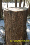 Photo of a tree stump