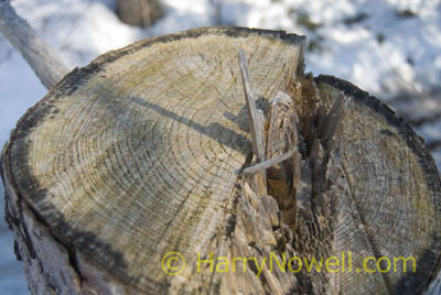 Photo of a tree stump