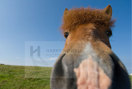 Photo of horse
