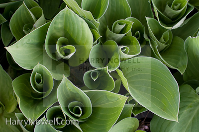 photo of hosta