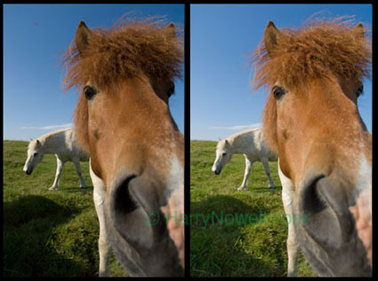 Post Processing - Icelandic Horses