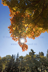 Gatineau Park Photo Safari!