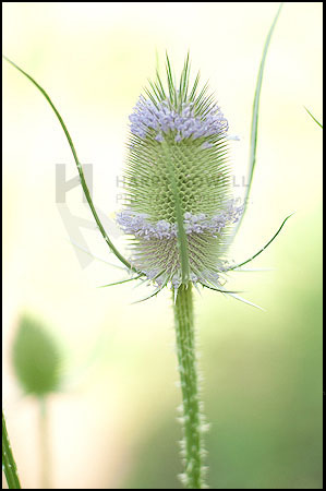 garden photography