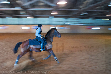 Dancing Horses - Ottawa Photo Safari