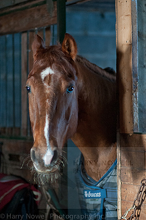 Equestrian photography - Ottawa Valley