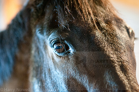 Horse photography - Ottawa Valley