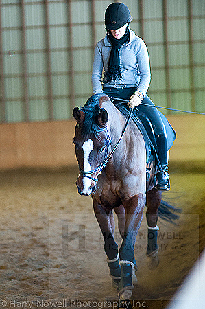 Equine photography - Ottawa Valley