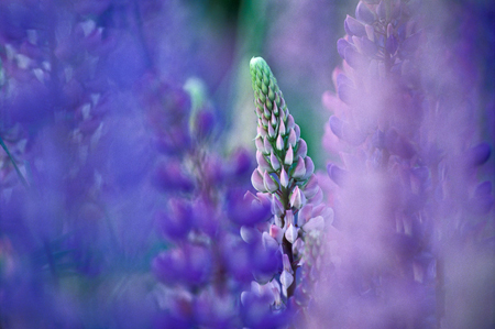 Macro Photography Course - Ottawa -  ©J David Andrews photo